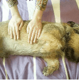 Reiki | Mascotas